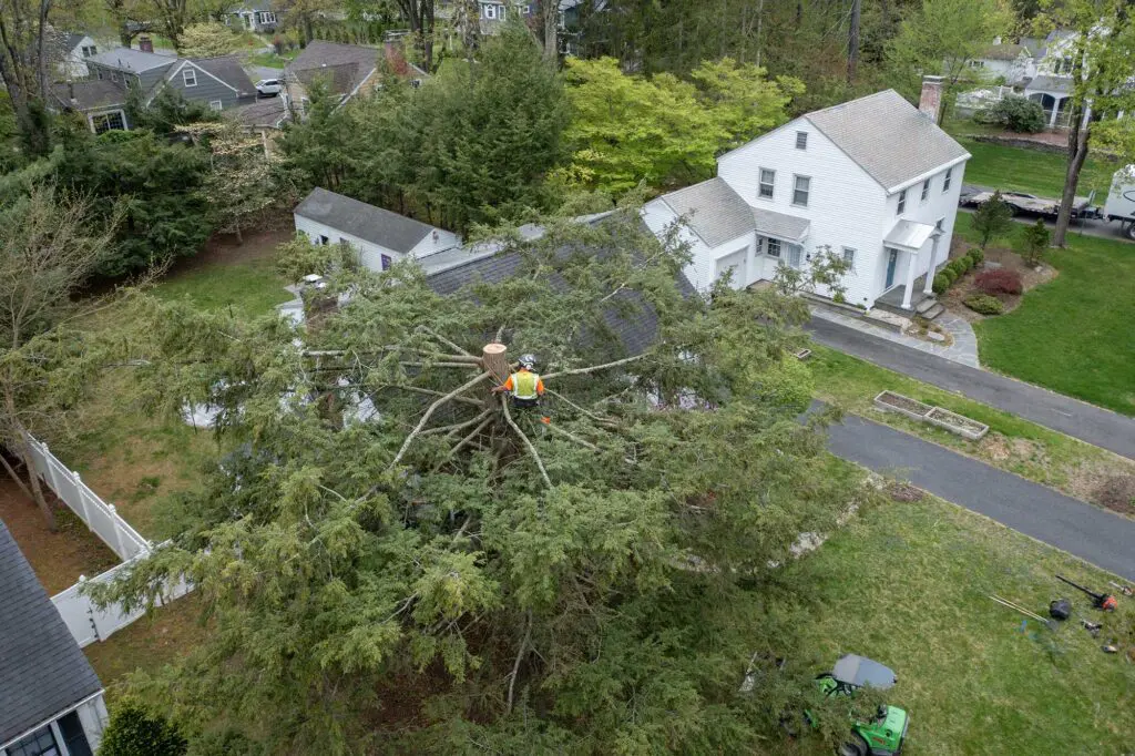 Advantage Tree Service - Albany, NY, Capital Region