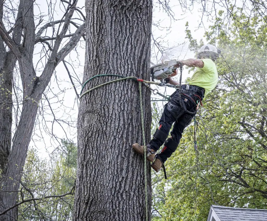 Advantage Tree Service - Albany, NY, Capital Region