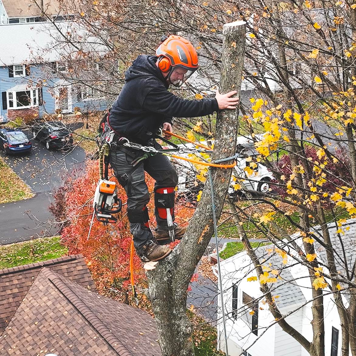 Tree Services Advantage Tree Service