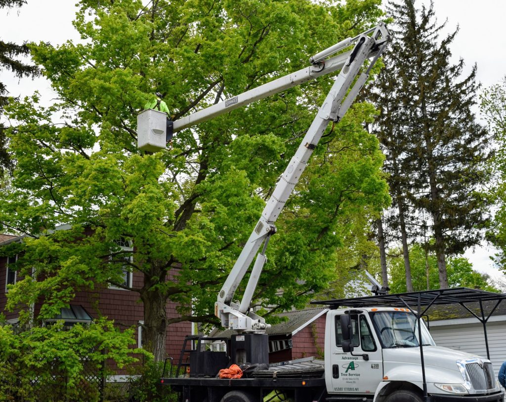 Tree Services Advantage Tree Service