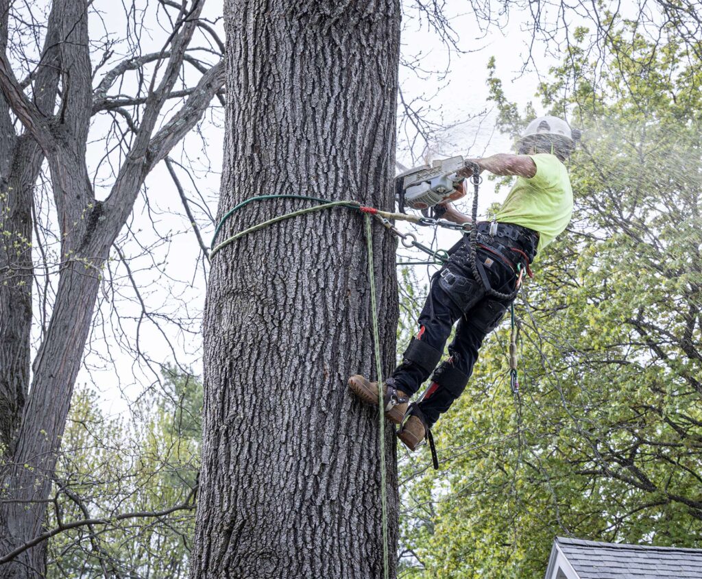 Advantage Tree Service - Albany, NY, Capital Region