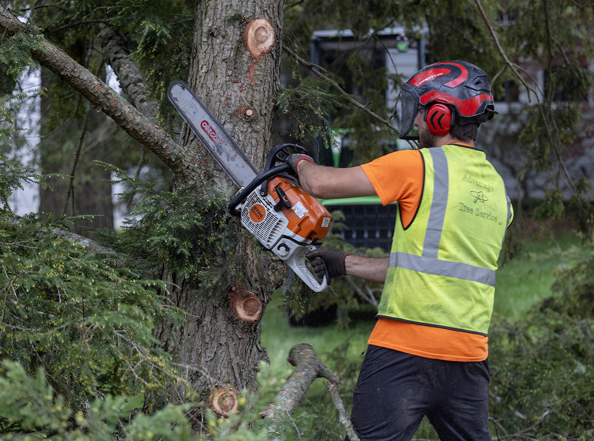 Tree Trimming - Advantage Tree Service - Albany, NY, Capital Region
