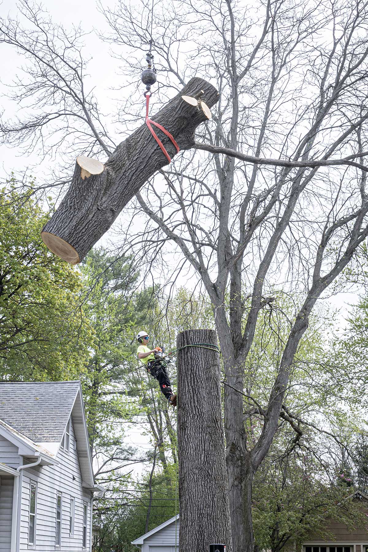 Tree Trimming - Advantage Tree Service - Albany, NY, Capital Region