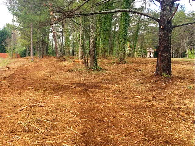 Forestry Mulching - Advantage Tree Service - Albany, NY, Capital Region