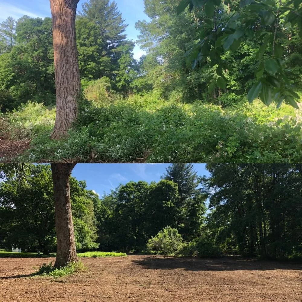 Forestry Mulching - Advantage Tree Service - Albany, NY, Capital Region